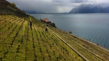 Le canton de Vaud, vignoble suisse