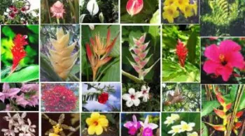 Fleurs tropicales @blog gwada971