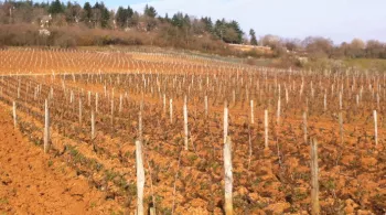 Terre de vins