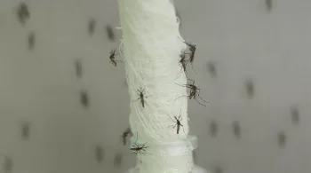 INVASION MOUSTIQUES