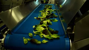 AU COEUR DE LA SALADE