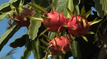 le dragon de Guyane