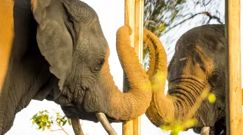 DANS LA TETE DES ELEPHANTS