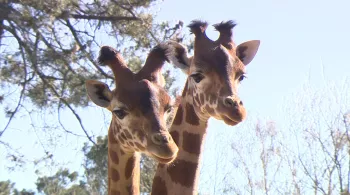 Une saison au zoo, le mag
