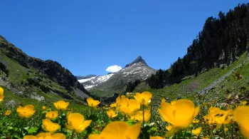 L'aneto