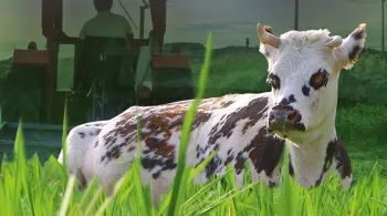 Le veau, la vache et le territoire
