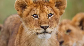 GRANDEURS NATURE - PREMIERS PAS DANS LA VIE SAUVAGE