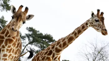 girafes