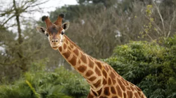 UNE SAISON AU ZOO