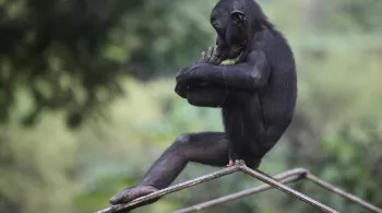 UNE SAISON CHEZ LES BONOBOS