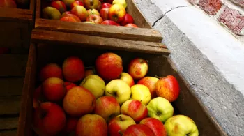 cidre