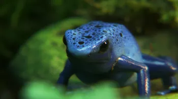Dendrobate bleue