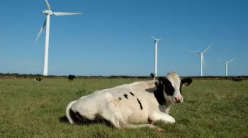 vache