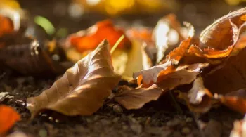 Blues de l'automne
