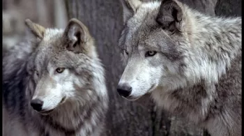 E2R Loups