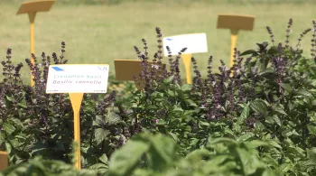 FINES HERBES ET GRANDS SECRETS
