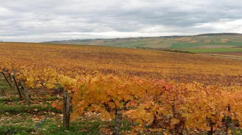 PCPL Des goûts et des saveurs