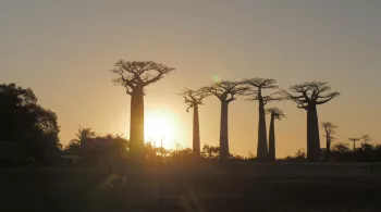 MADAGASCAR