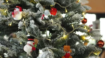 Sapin 