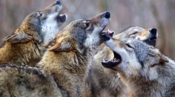 Meute de loups