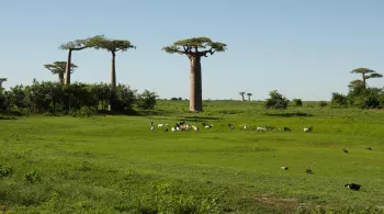 MADAGASCAR