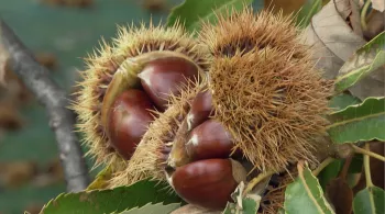 LA CREME DES MARRONS