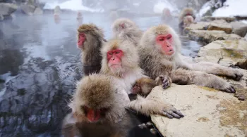 Singes