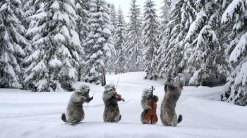 Les marmottes dans la neige