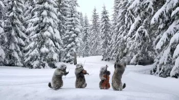 Marmottes 