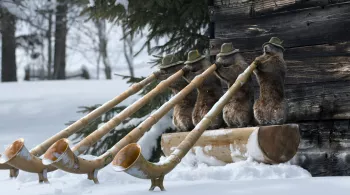 Marmottes