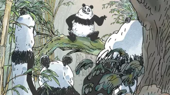 PANDAS DANS LA BRUME