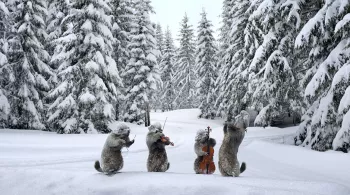 Les marmottes