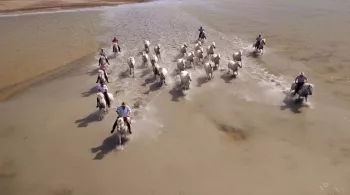 Camargue