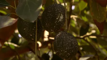 L'AVOCAT, UN FRUIT QUI FAIT SA LOI