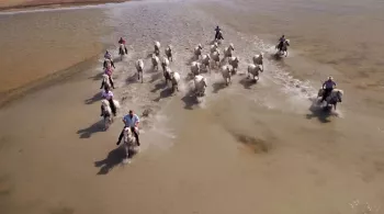 Camargue Les Guardians 