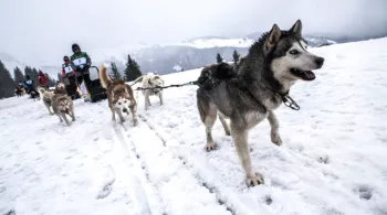 La Grande Odyssée Savoie Mont-Blanc © V. Piccerelle 