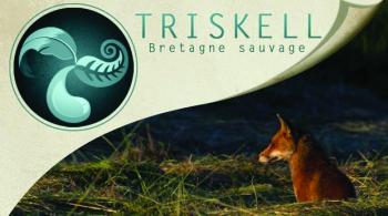 Bannière Triskell Bretagne sauvage 