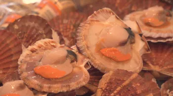coquilles saint jacques