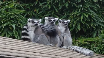 Nos amis les bêtes
