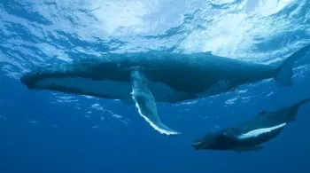 GRANDEURS NATURE : LE PEUPLE DES OCEANS