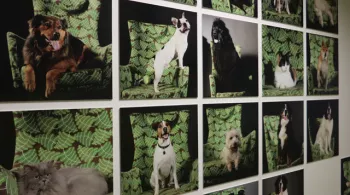In situ les animaux, une fascination qui rapporte