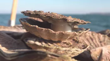 COQUILLES SAINT-JACQUES