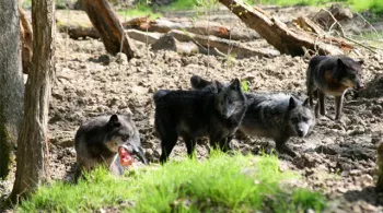 Les loups noirs - © Delphine De Lucia MaxPPP