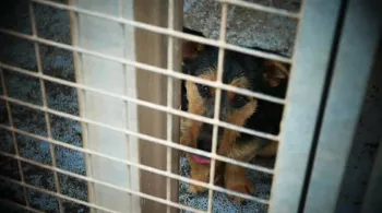 Chien à la SPA