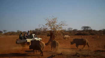 UNE SAISON DANS LA SAVANE