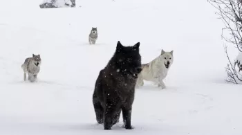 LA JEUNE FILLE ET LES LOUPS