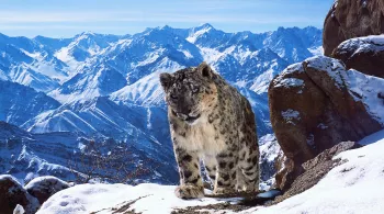 PLANÈTE ANIMALE