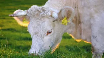 Vache charolaise