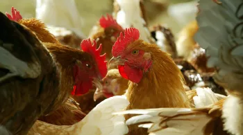 poules