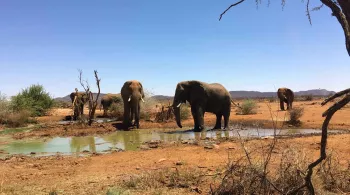 Une saison dans la savane